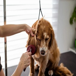 tender loving care pet grooming