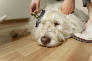 Loving and care pet grooming services