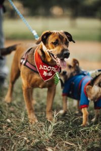 Loving care pet rescue dogs for adoption