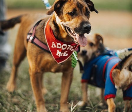 Loving care pet rescue dogs for adoption