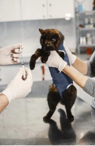 Pets Disease Prevention