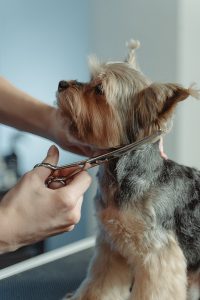 What is Rule 1 for grooming a dog