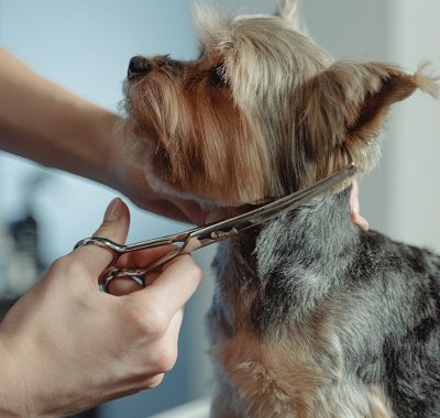 What is Rule 1 for grooming a dog