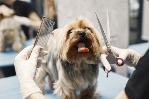 Why do you love being a dog groomer