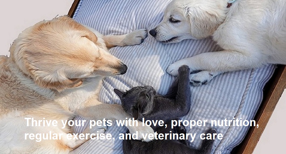 loving pet care