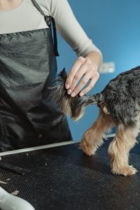 tender love and care pet grooming