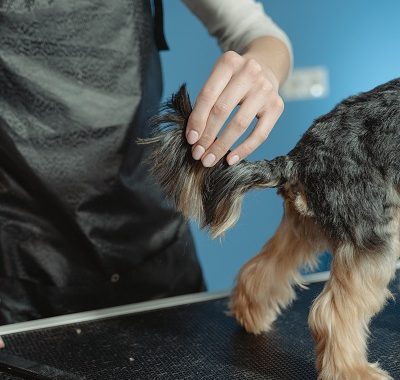 tender love and care pet grooming