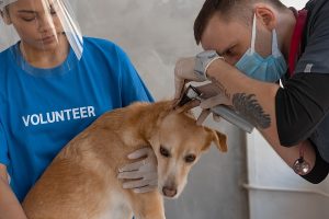 tender loving care animal rescue