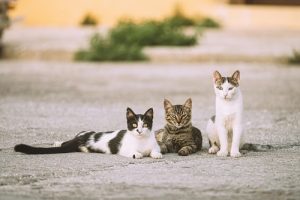 Benefits of crate training cats