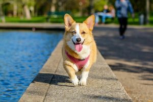 Canine arthritis exercises