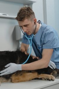 potwin pet clinic