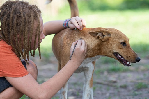 Can dogs have a dermatologist