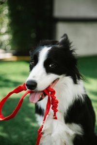 Easy Exercises for Dogs