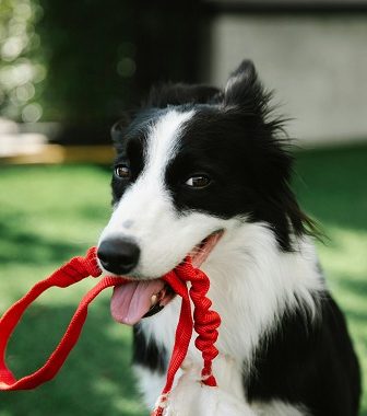 Easy Exercises for Dogs