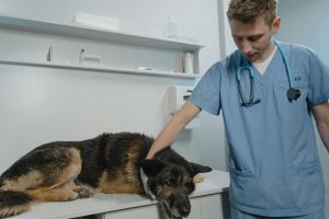 dog cataract surgery pros and cons