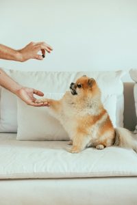 soft blueberry dog treats recipe