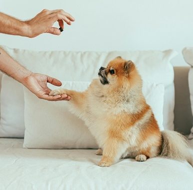 soft blueberry dog treats recipe