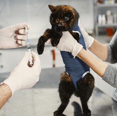 why you shouldn't vaccinate your dog