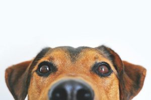 How long does it take for dogs eyes to heal after cataract surgery?