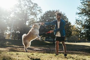 lazy ways to exercise your dog