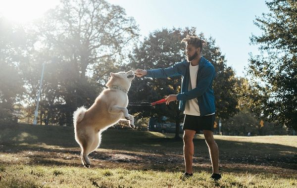 Tailored Exercises for Your Aging Canine Companion