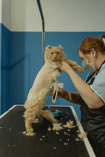 DIY pet grooming and supplies