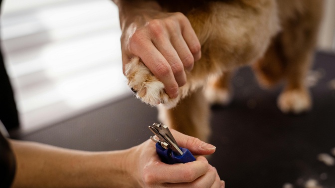 DIY pet grooming and supplies
