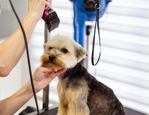 DIY pet grooming and supplies