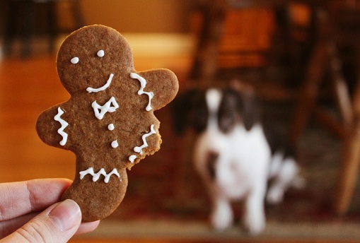 Homemade Pet Treats