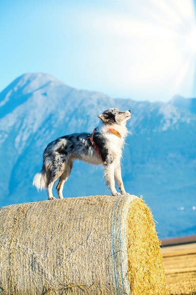 Pet Cremation Costs