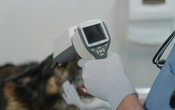 Pet Disease Prevention and Parasite Control