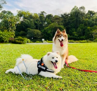 Pet Exercise and Physical Rehabilitation