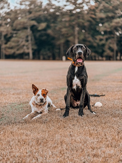 Pet Exercise and Physical Rehabilitation