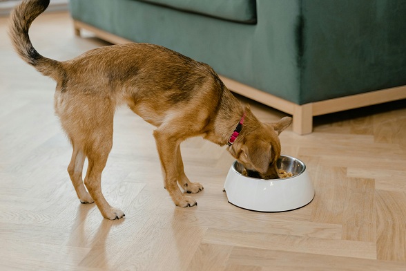 Pet Nutrition and Food Safety