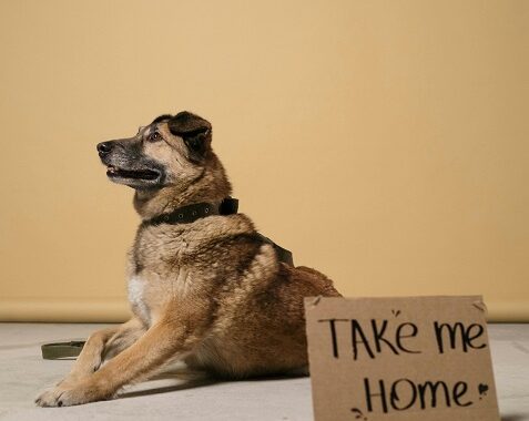 Pet Rescue and Adoption