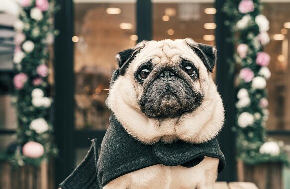 Pet Supplies Plus Pet Policy