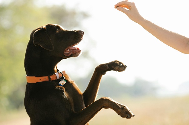 Pet Training