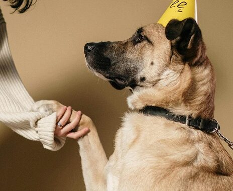 Pet Training
