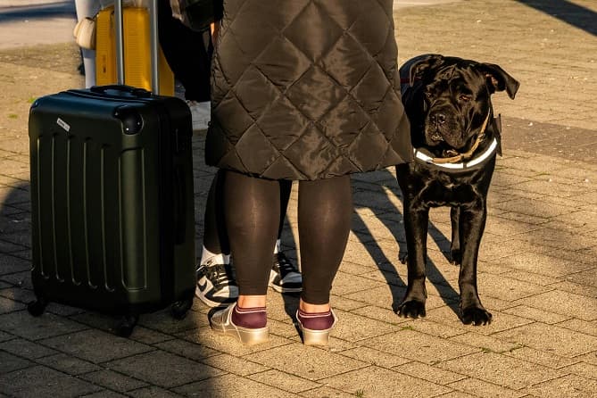 Pet boarding and nursing hotels