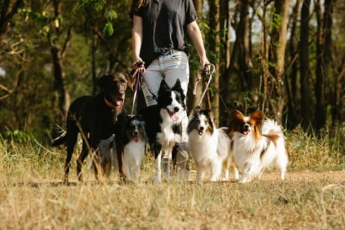 pet care services