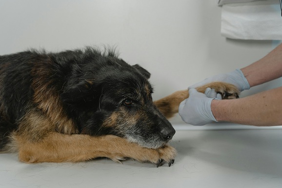 pet health and medical specialties