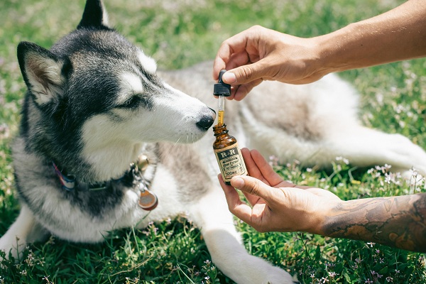pet health and wellness
