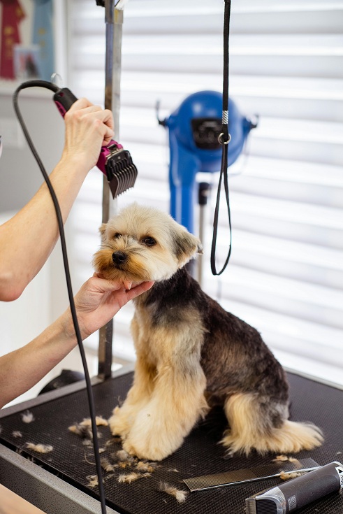 professional pet grooming techniques and services