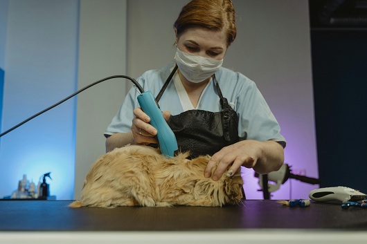 professional pet grooming techniques and services
